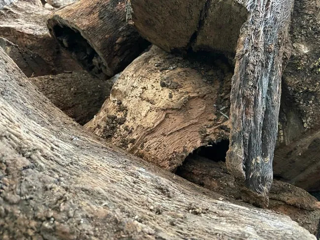 Leña Seca de Encina.. 200 kg